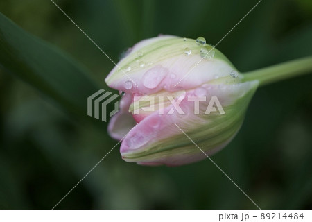 八重咲きのピンク色のチューリップの蕾が雨に濡れている様子 89214484