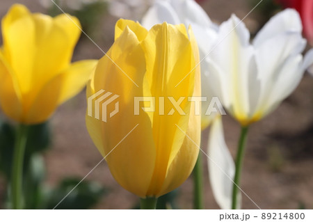 春の日本の公園に咲く黄色や白のチューリップの花 春の日本の公園に咲く黄色や白のチューリップの花 89214800