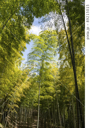 竹林の景色 竹林の景色 89215015