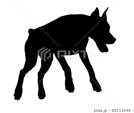 Jumping doberman pinscher puppy. Dog silhouette. 89215048