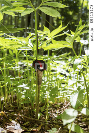 ウラシマソウ(浦島草) ウラシマソウ(浦島草) 89215178