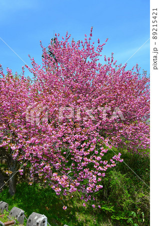 子撫川ダム　八重桜　小矢部市 89215421