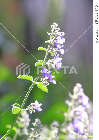 薄紫色のイヌハッカの花 89215445