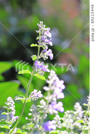 薄紫色のイヌハッカの花 薄紫色のイヌハッカの花 89215449