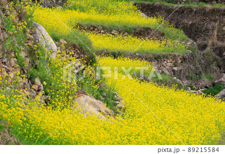 花 菜の花 風景 89215584
