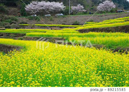 花 菜の花 風景 89215585