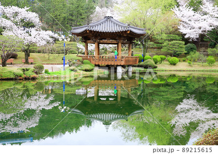 桜 普門団地 春 89215615