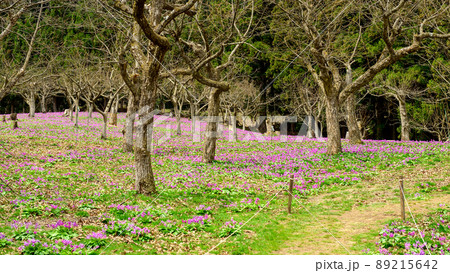 雪国の春　カタクリの絨毯　秋田県 89215642