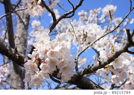 桜 桜 89215784