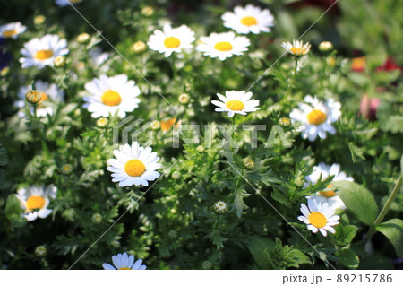 マーガレット 89215786