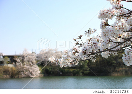 桜と水面 桜と水面 89215788