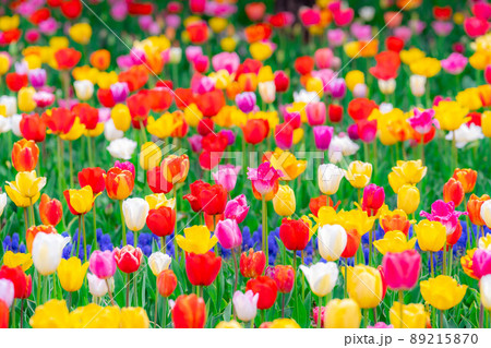 一面のチューリップ畑【長野県】 89215870
