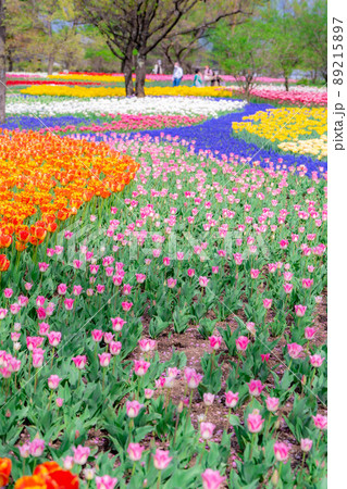 一面のチューリップ畑【長野県】 89215897