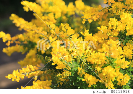 満開の金雀枝（エニシダ）　 89215918