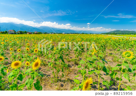 【夏素材】満開の向日葵【長野県】 【夏素材】満開の向日葵【長野県】 89215956