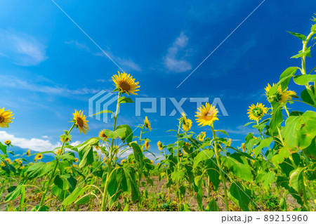 【夏素材】満開の向日葵【長野県】 【夏素材】満開の向日葵【長野県】 89215960