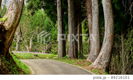 春　杉林を抜けカタクリの郷へ　秋田県 89216101