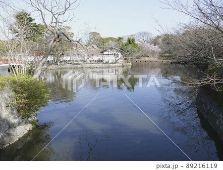 県鎌倉市　鶴岡八幡宮　つるがおかはちまんぐう　源氏の氏神　源平池　2022年3月　　 89216119
