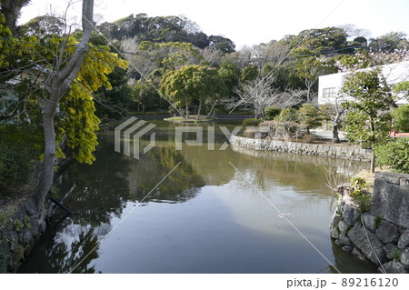 県鎌倉市　鶴岡八幡宮　つるがおかはちまんぐう　源氏の氏神　源平池　2022年3月 89216120