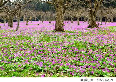 雪国の春　カタクリの絨毯　秋田県 89216219