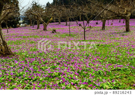 雪国の春　カタクリの絨毯　秋田県 89216243