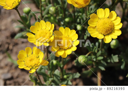 春の日本の公園に咲くクリサンセマムムルチコーレの黄色い花 春の日本の公園に咲くクリサンセマムムルチコーレの黄色い花 89216393