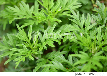 春雨後のヨモギ（蓬） 89216502