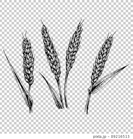 小麦の穂の手描きイラスト ペン画のイラスト素材 [89216513] - PIXTA