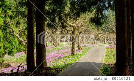春　杉林を抜けカタクリの郷へ　秋田県 89216521