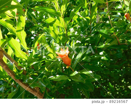 ザクロの花 89216567