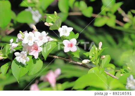 白からうすいピンクに変色する箱根空木（ハコネウツギ） 89216591