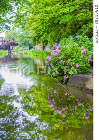 紫陽花 八幡堀 紫陽花 八幡堀 89216610