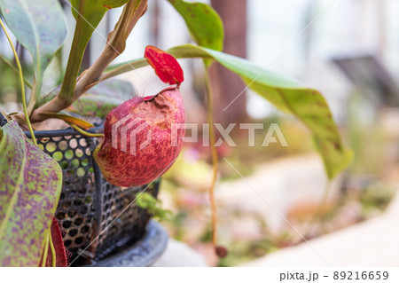 Carnivorous pitcher plants or monkey cups in the garden Carnivorous pitcher plants or monkey cups in the garden 89216659