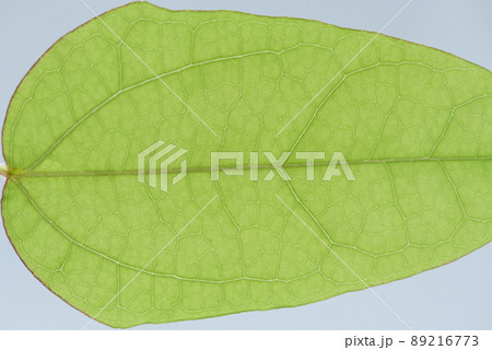 蔓性落葉低木・アケビ（木通）の若葉と葉脈 89216773