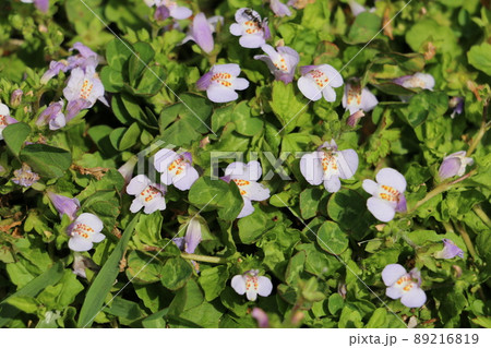 春を彩る小さな野草ムラサキゴケ 89216819