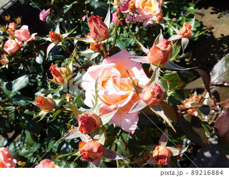 バラ　ケニギン　ベアトリックス　岡野町公園 89216884