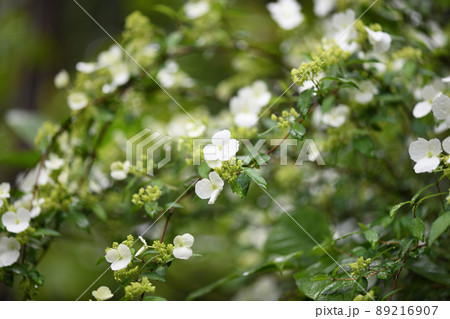 アジサイ科落葉低木・コガクウツギ（小額空木）の花 89216907