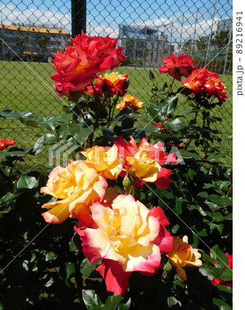 バラ　チャールストン　岡野町公園 89216941