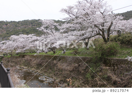 大阪府阪南市山中渓の桜風景 89217074