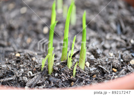 サトイモ科植物・カラーの芽生え 89217247