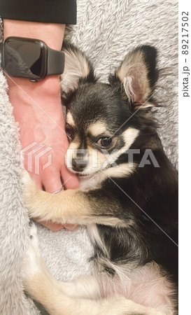 手に抱き着く甘えん坊のポメチワの子犬 89217502