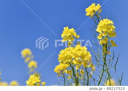 青空背景の菜の花 89217523