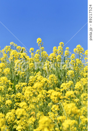 青空背景の菜の花 青空背景の菜の花 89217524