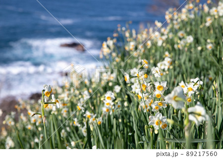 〔福井県越前町・12月〕雄大な日本海と可憐に咲く越前水仙 日本水仙三大群生地 〔福井県越前町・12月〕雄大な日本海と可憐に咲く越前水仙 日本水仙三大群生地 89217560