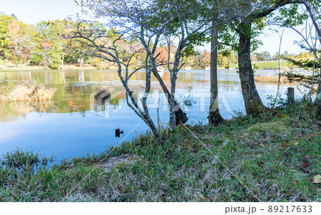 茶臼山高原の紅葉 89217633