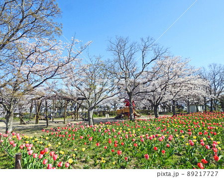 福岡県苅田町桜やチューリップが咲く向山芝公園 89217727