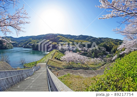 福岡県北九州市小倉南区の桜の名所昭和池公園 89217754