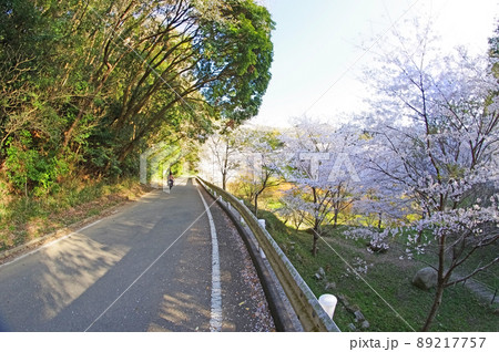 福岡県北九州市小倉南区桜の名所昭和池公園 福岡県北九州市小倉南区桜の名所昭和池公園 89217757