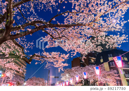 播磨坂ライトアップの桜並木 東京夜景 播磨坂ライトアップの桜並木 東京夜景 89217780