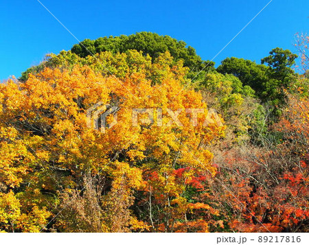 黄葉のコナラのある森風景 21世紀の森と広場風景 黄葉のコナラのある森風景 21世紀の森と広場風景 89217816